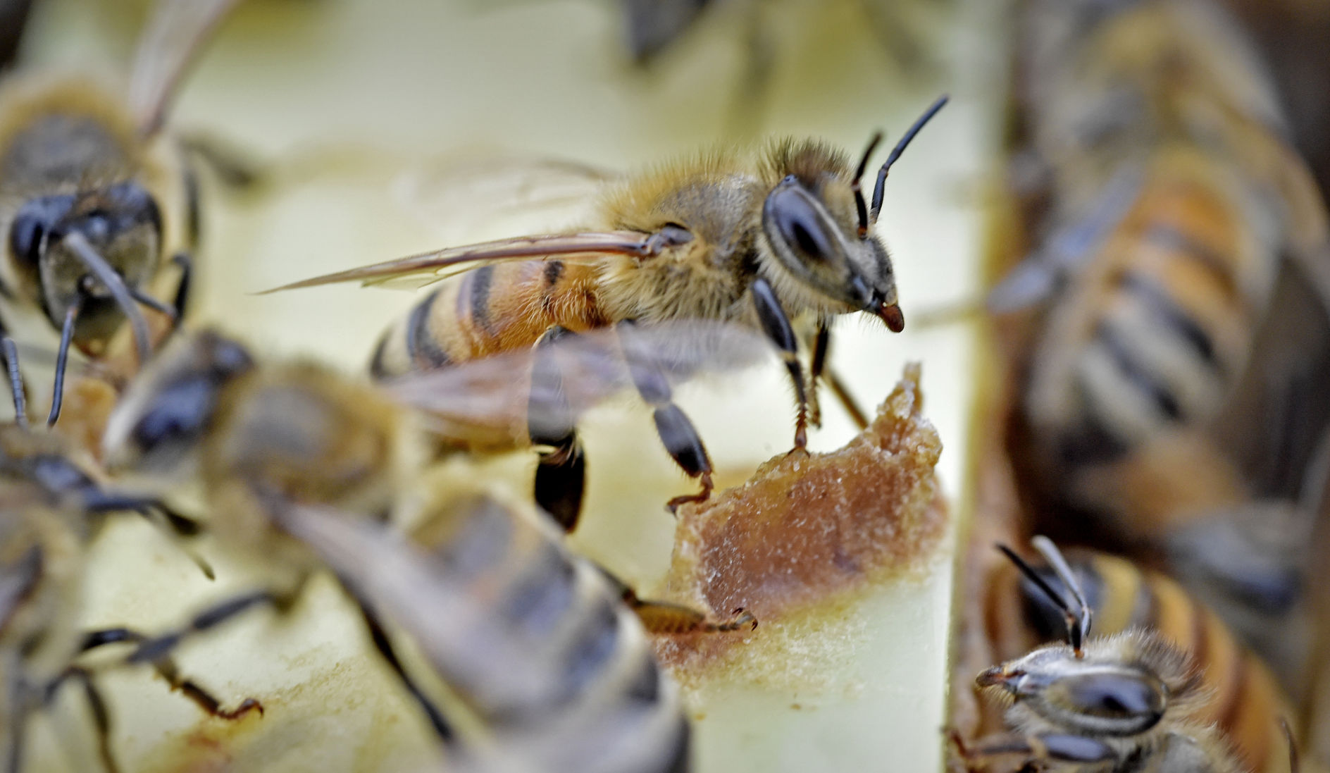 Bees